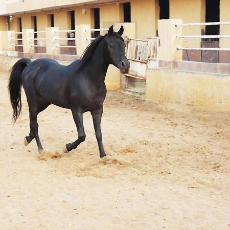 The Farm - Hotel & Horse Riding Кайро Екстериор снимка