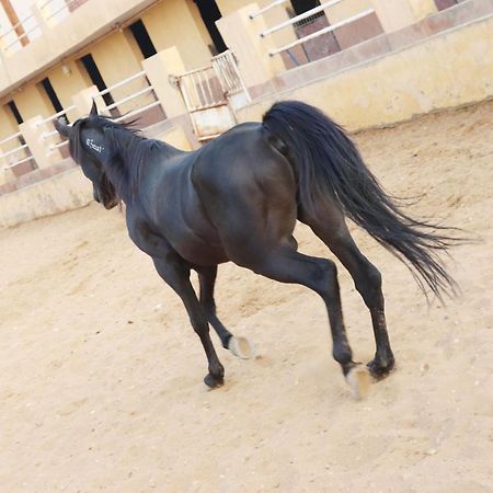 The Farm - Hotel & Horse Riding Кайро Екстериор снимка