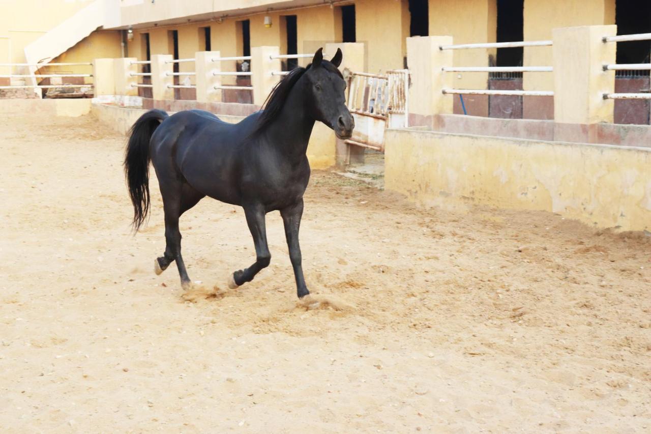 The Farm - Hotel & Horse Riding Кайро Екстериор снимка